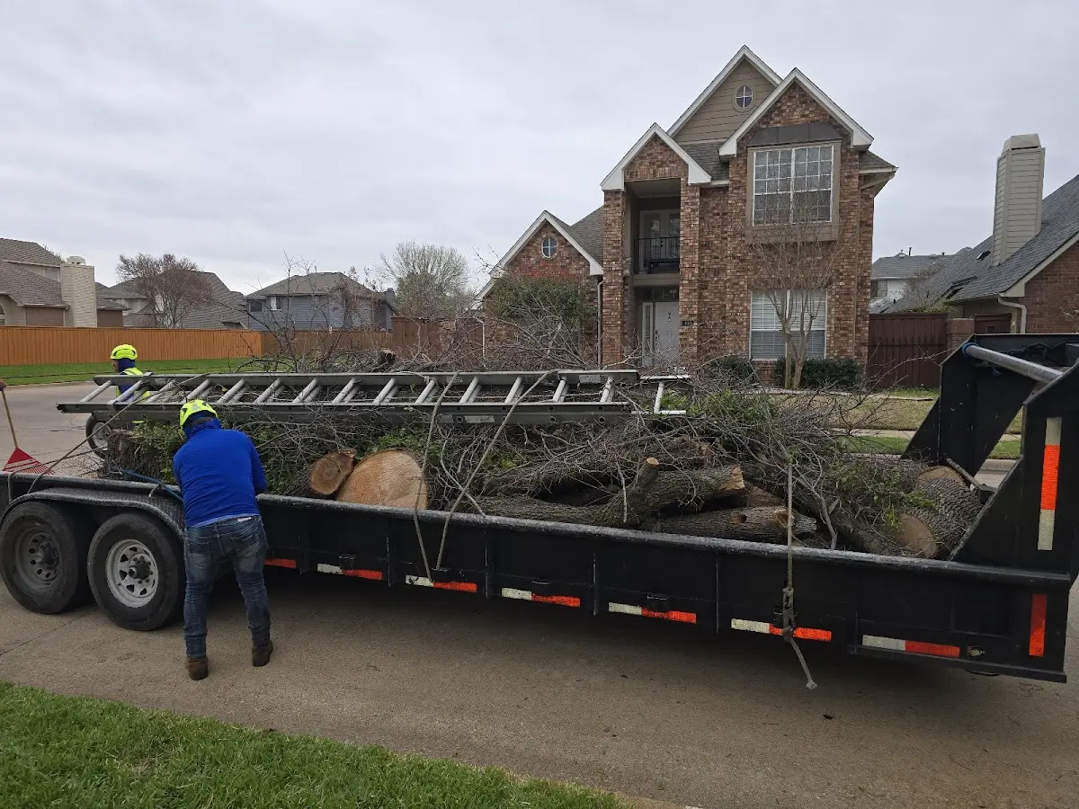 Expert Tree Pest Control with proper safety equipment in Macdoel